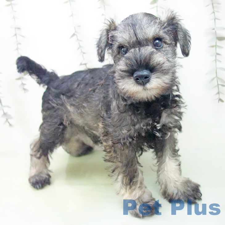 福井県のミニチュアシュナウザー (ペットプラス 福井店/2025年9月12日生まれ/男の子/ソルトペッパー)の子犬の2枚目の画像