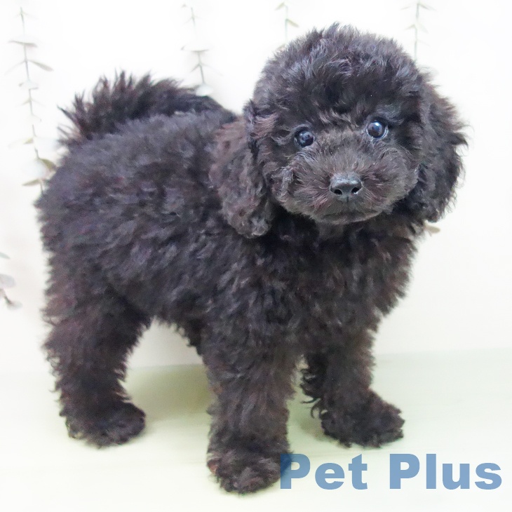 トイ・プードル