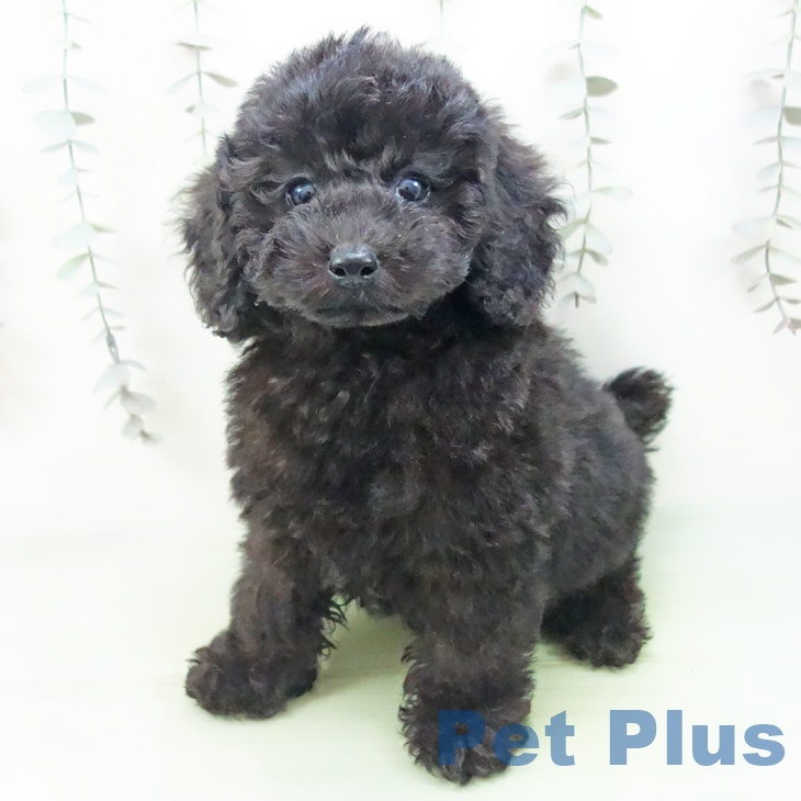 トイ・プードルの写真2