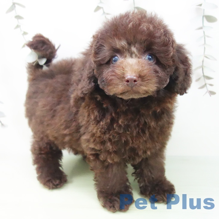 トイ・プードル