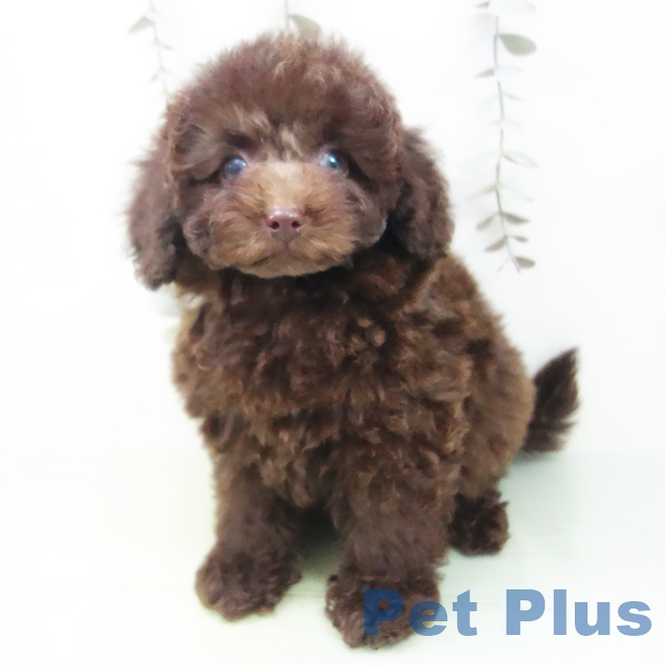 トイ・プードルの写真2