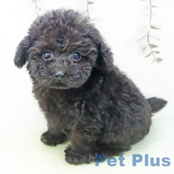 岐阜県のトイプードル(トイ) (ペットプラス 各務原店/2025年9月12日生まれ/男の子/ブラック)の子犬の1枚目の画像