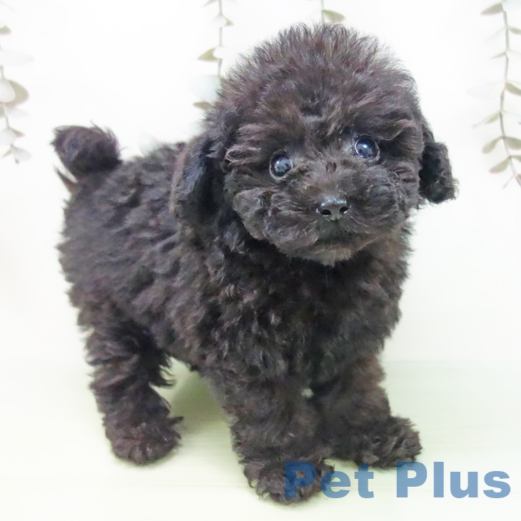 岐阜県のトイプードル(トイ) (ペットプラス 各務原店/2025年9月12日生まれ/男の子/ブラック)の子犬の2枚目の画像