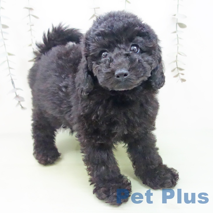 愛知県のトイプードル(トイ) (ペットプラス 豊橋牧野店/2025年9月12日生まれ/女の子/ブラック)の子犬の1枚目の画像