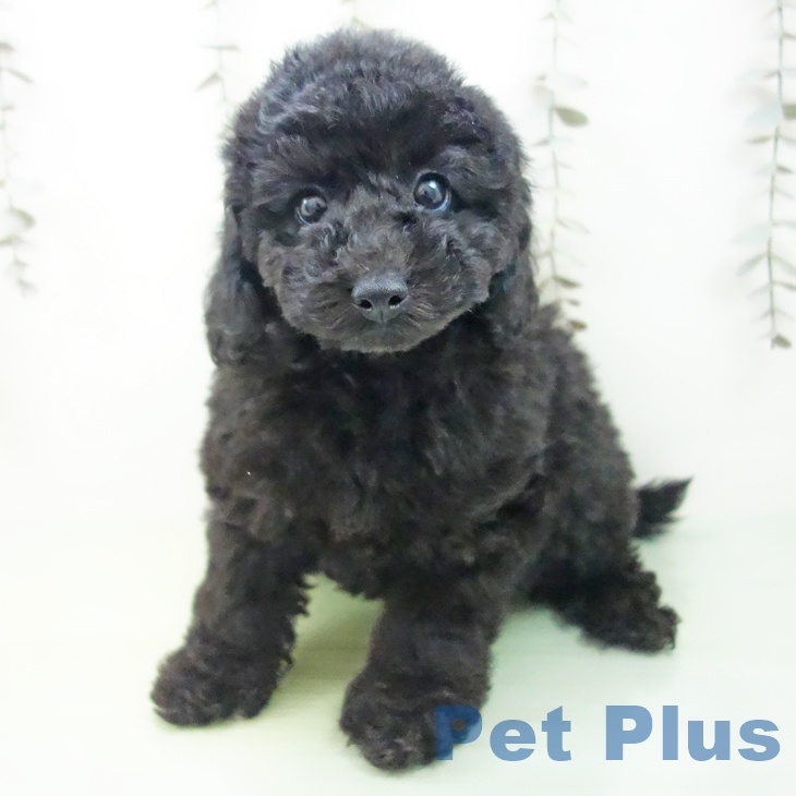 愛知県のトイプードル(トイ) (ペットプラス 豊橋牧野店/2025年9月12日生まれ/女の子/ブラック)の子犬の2枚目の画像