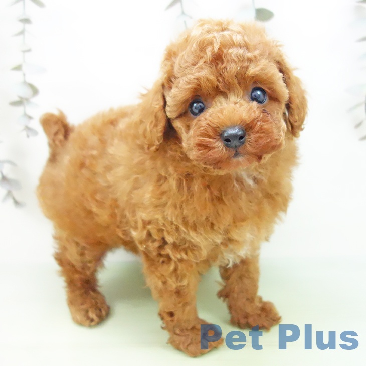 三重県のトイプードル(トイ) (ペットプラス 鈴鹿店/2025年9月11日生まれ/男の子/レッド)の子犬