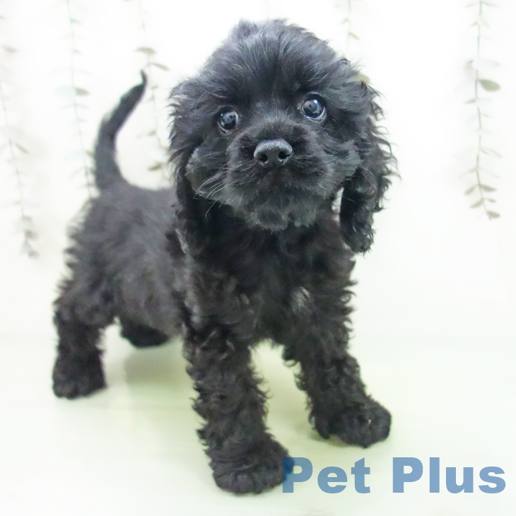 茨城県のアメリカンコッカースパニエル (ペットプラス つくば店/2025年9月12日生まれ/男の子/ブラック)の子犬の1枚目の画像