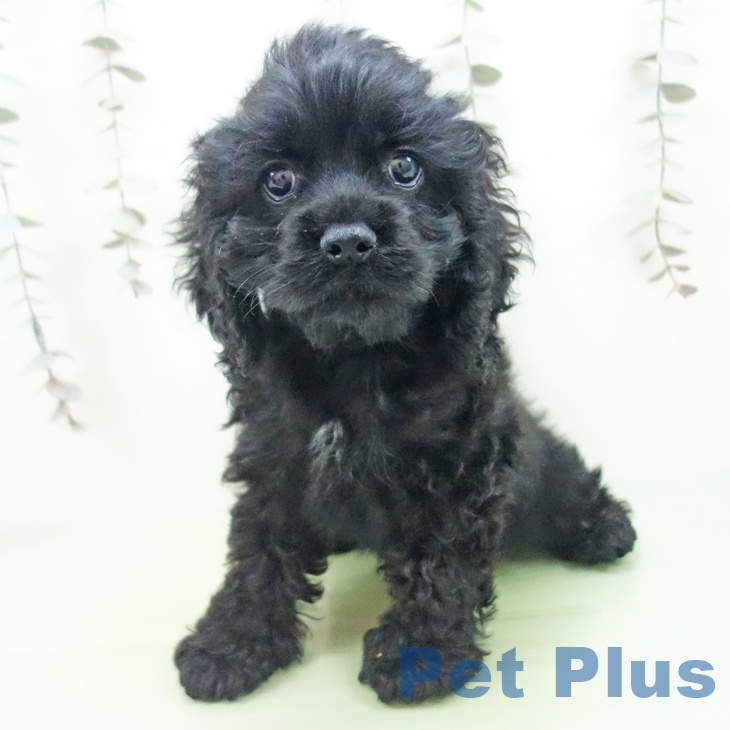 茨城県のアメリカンコッカースパニエル (ペットプラス つくば店/2025年9月12日生まれ/男の子/ブラック)の子犬の2枚目の画像