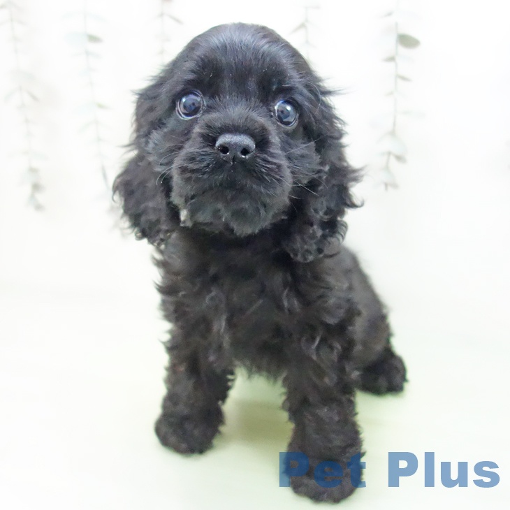 群馬県のアメリカンコッカースパニエル (ペットプラス イオンモール太田店/2025年9月12日生まれ/女の子/ブラック)の子犬の1枚目の画像