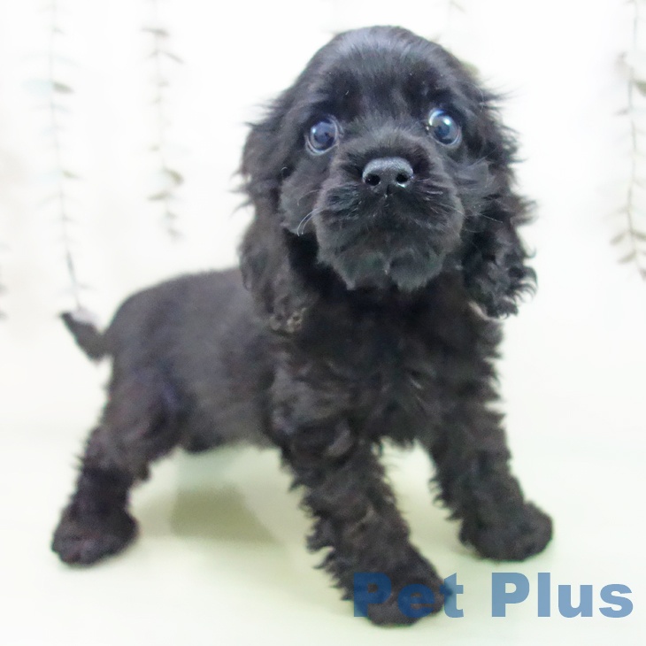 群馬県のアメリカンコッカースパニエル (ペットプラス イオンモール太田店/2025年9月12日生まれ/女の子/ブラック)の子犬の2枚目の画像