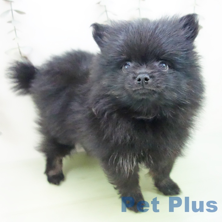 埼玉県のポメラニアン (ペットプラス ららぽーと富士見店/2025年9月11日生まれ/男の子/ブラック)の子犬の1枚目の画像
