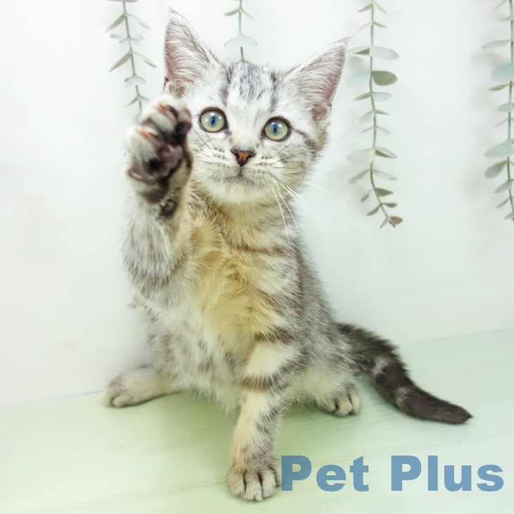 アメリカンショートヘア