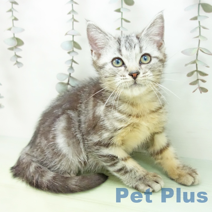 アメリカンショートヘアの写真2