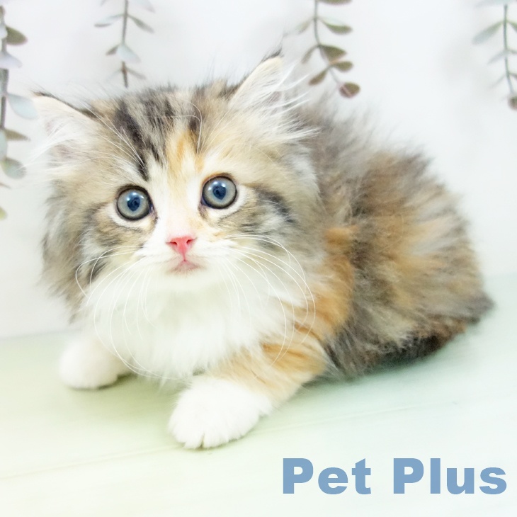 埼玉県のラガマフィン (ペットプラス 浦和美園店/2025年9月1日生まれ/女の子/ブラウンパッチドタビーホワイト)の子猫の1枚目の画像