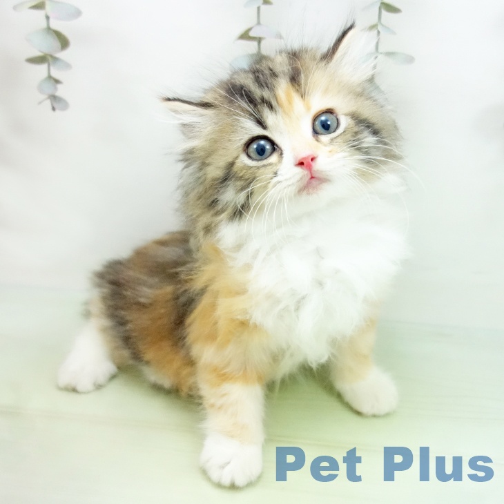 埼玉県のラガマフィン (ペットプラス 浦和美園店/2025年9月1日生まれ/女の子/ブラウンパッチドタビーホワイト)の子猫の2枚目の画像