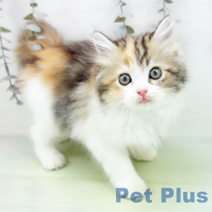 福岡県のラガマフィン (ペットプラス MARK IS 福岡ももち店/2025年9月1日生まれ/女の子/ブラウンパッチドタビーホワイト)の子猫の1枚目の画像
