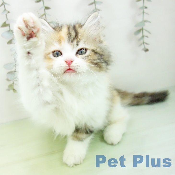 福岡県のラガマフィン (ペットプラス MARK IS 福岡ももち店/2025年9月1日生まれ/女の子/ブラウンパッチドタビーホワイト)の子猫の2枚目の画像