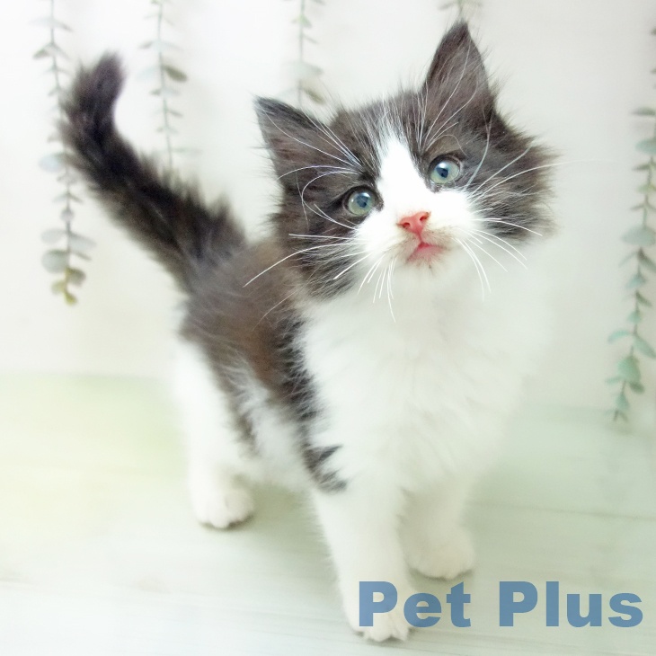 ノルウェージャンフォレストキャット