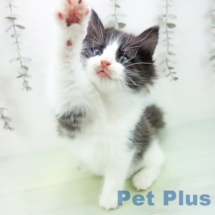 ノルウェージャンフォレストキャットの写真2