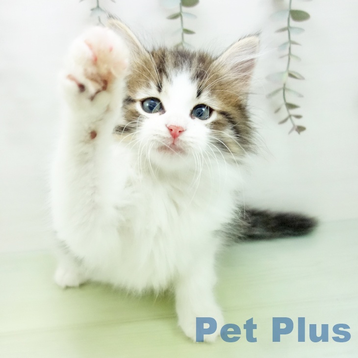 埼玉県のノルウェージャンフォレストキャット (ペットプラス 羽生店/2025年9月6日生まれ/男の子/ブラウンタビーホワイト)の子猫