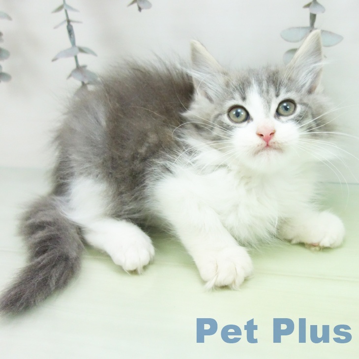 福岡県のノルウェージャンフォレストキャット (ペットプラス 小倉南店/2025年9月10日生まれ/男の子/ブルータビーホワイト)の子猫