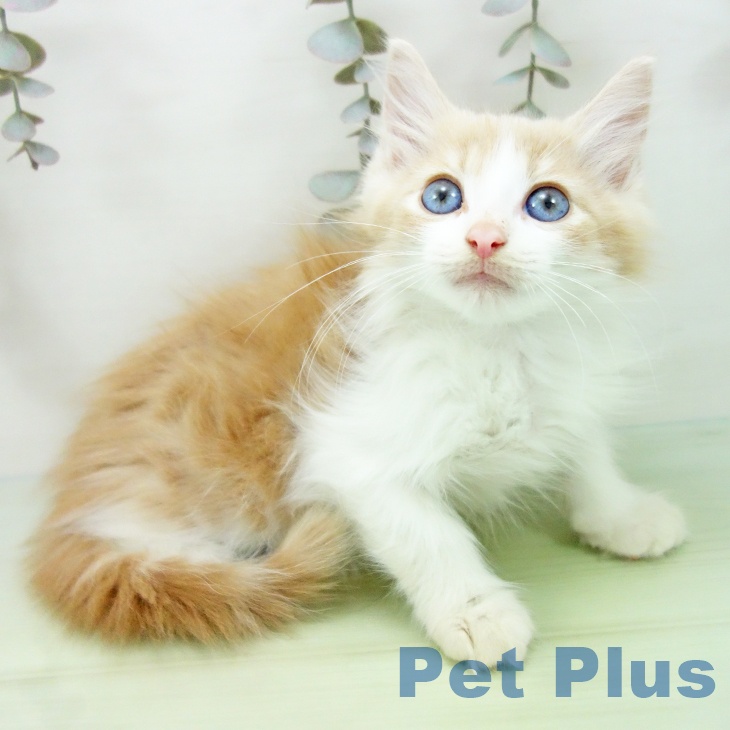 長野県のノルウェージャンフォレストキャット (ペットプラス 須坂店/2025年9月10日生まれ/男の子/クリームタビーホワイト)の子猫