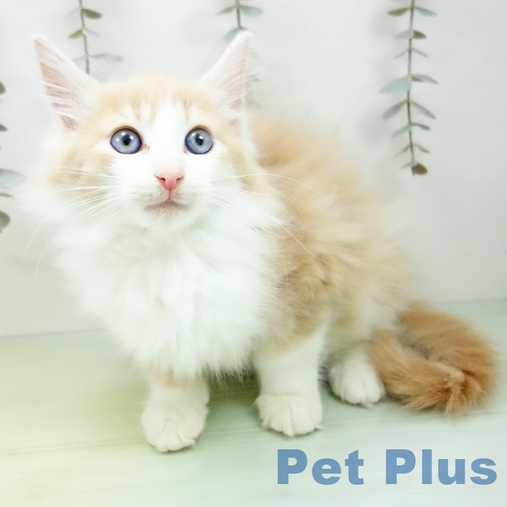 埼玉県のノルウェージャンフォレストキャット (ペッツワン 新座店/2025年9月10日生まれ/男の子/クリームタビーホワイト)の子猫の1枚目の画像