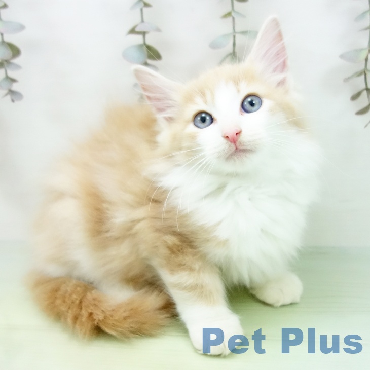 埼玉県のノルウェージャンフォレストキャット (ペッツワン 新座店/2025年9月10日生まれ/男の子/クリームタビーホワイト)の子猫の2枚目の画像