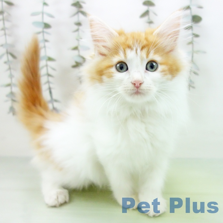 福島県のノルウェージャンフォレストキャット (ペットプラス 福島店/2025年9月10日生まれ/女の子/レッドタビーホワイト)の子猫の1枚目の画像