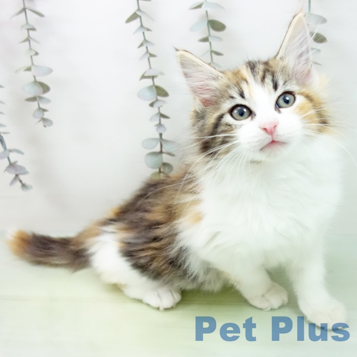 ノルウェージャンフォレストキャット