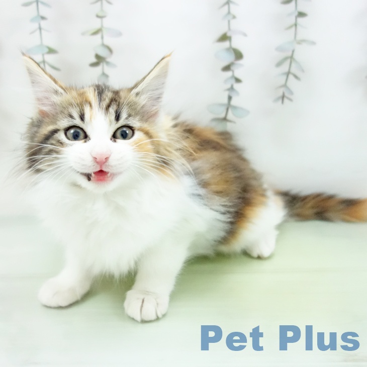 ノルウェージャンフォレストキャット