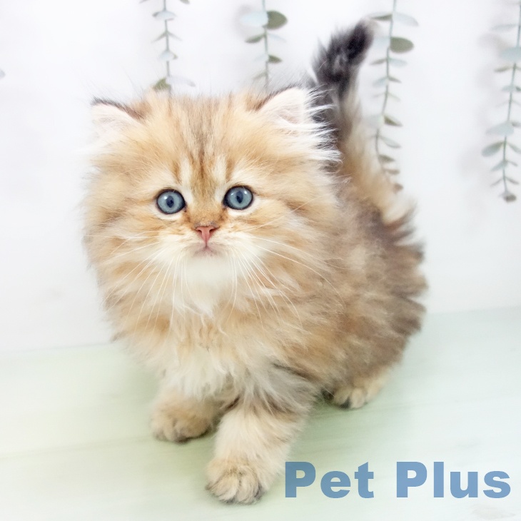 福岡県のスコティッシュフォールド (ペットプラス 福岡店/2025年9月11日生まれ/男の子/ブラウンタビー)の子猫の1枚目の画像
