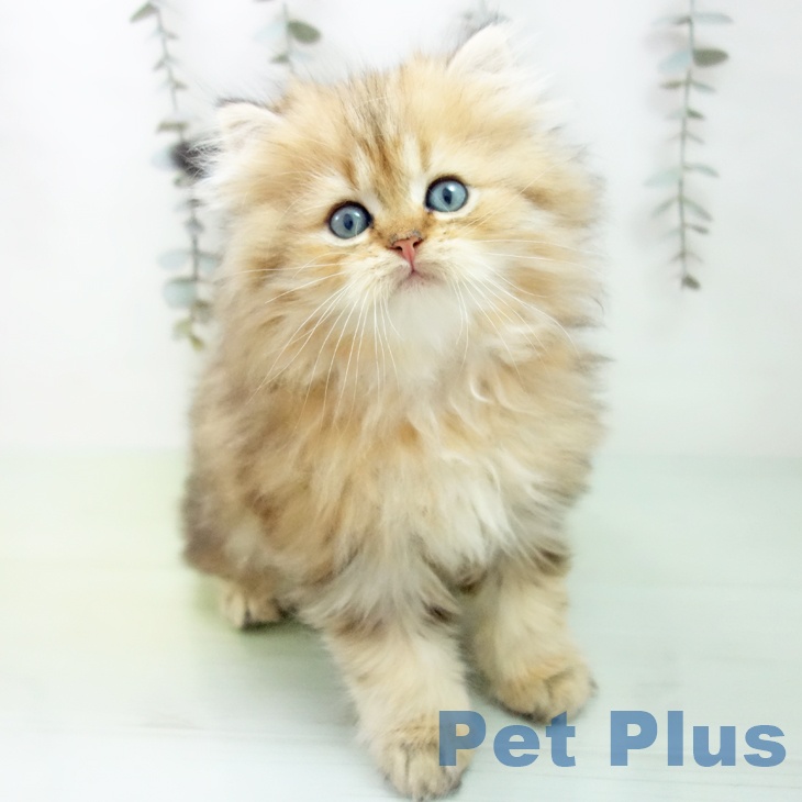 福岡県のスコティッシュフォールド (ペットプラス 福岡店/2025年9月11日生まれ/男の子/ブラウンタビー)の子猫の2枚目の画像