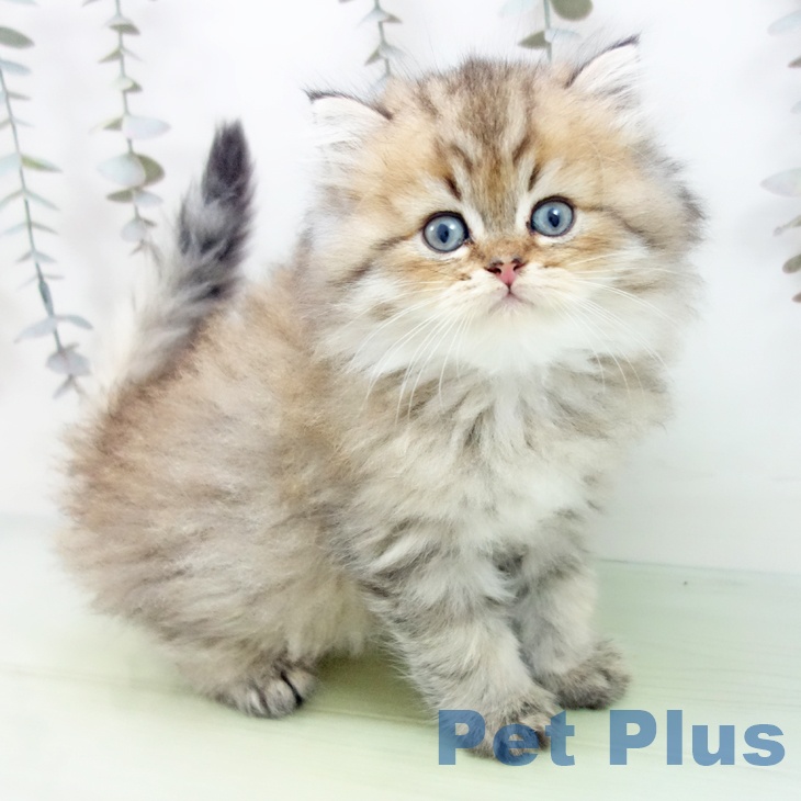 スコティッシュフォールド