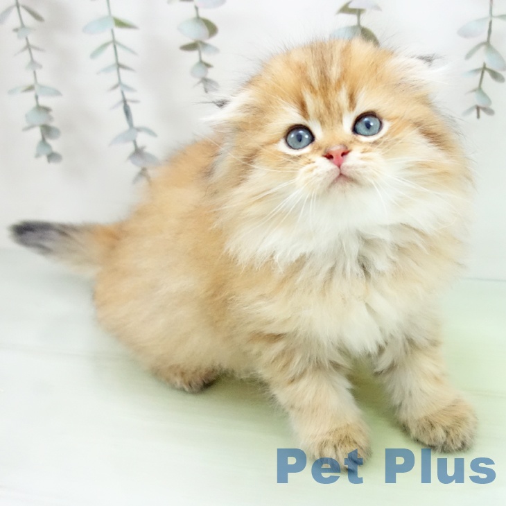 スコティッシュフォールド