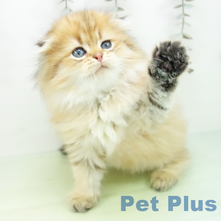 スコティッシュフォールドの写真2