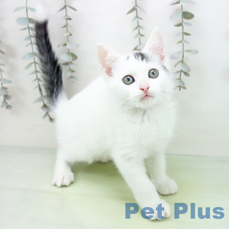鹿児島県のスコティッシュフォールド (ペットプラス 姶良店/2025年9月5日生まれ/男の子/シルバータビーホワイト)の子猫の1枚目の画像