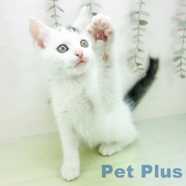 鹿児島県のスコティッシュフォールド (ペットプラス 姶良店/2025年9月5日生まれ/男の子/シルバータビーホワイト)の子猫の2枚目の画像