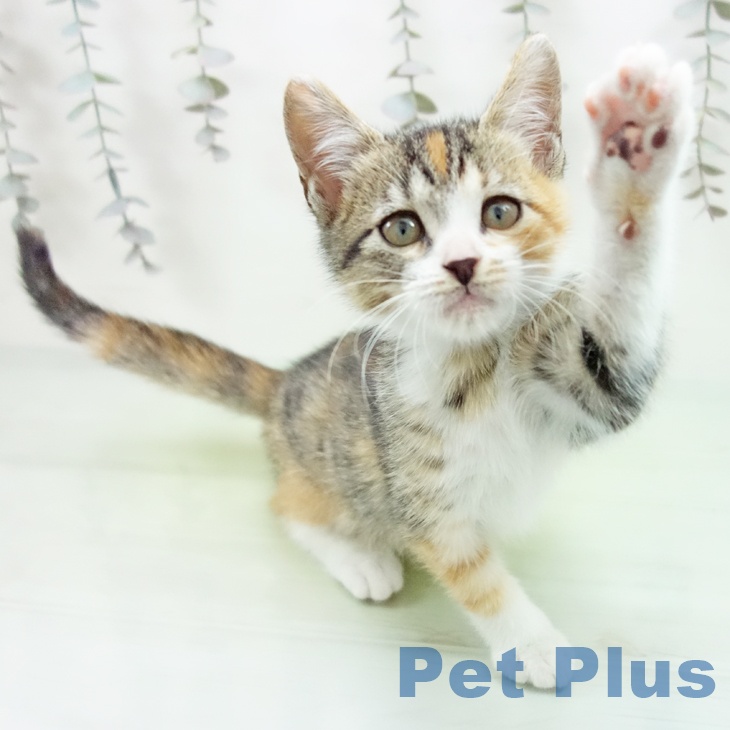 スコティッシュフォールド