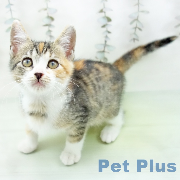 スコティッシュフォールド