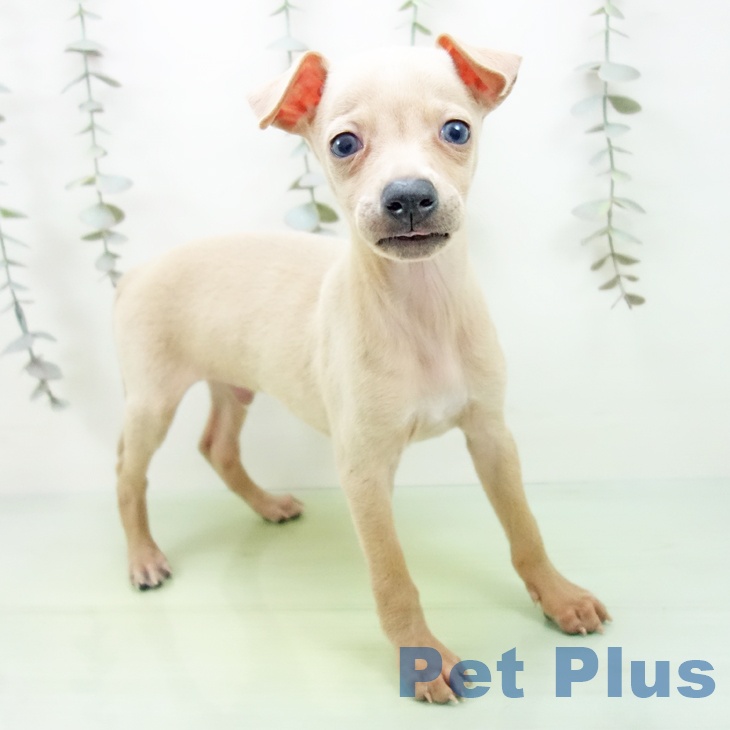 愛知県のイタリアングレーハウンド (ペットプラス イオンモール豊川店/2025年9月12日生まれ/男の子/フォーン)の子犬の1枚目の画像