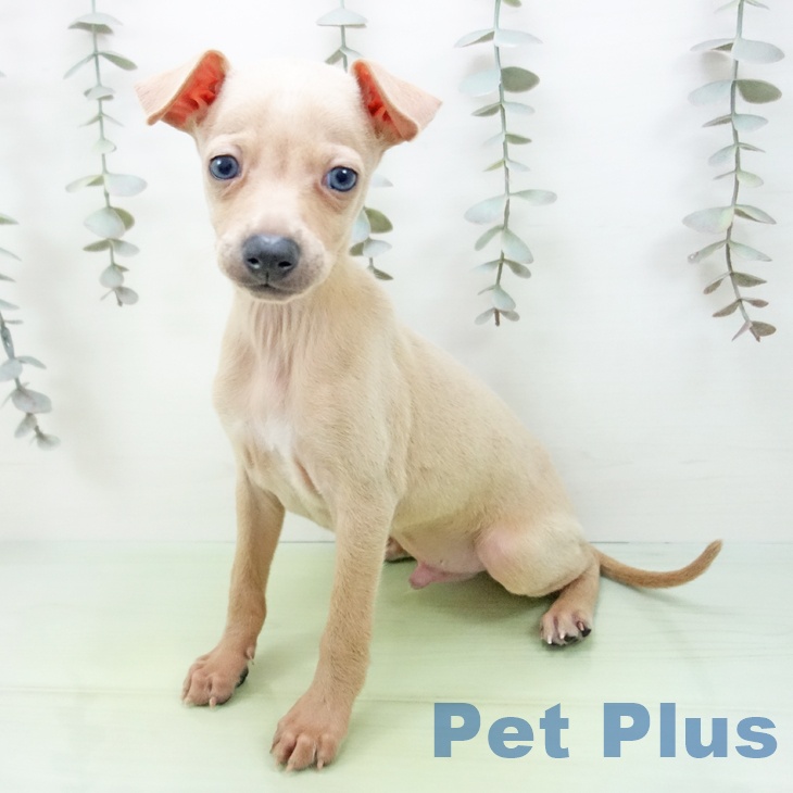 愛知県のイタリアングレーハウンド (ペットプラス イオンモール豊川店/2025年9月12日生まれ/男の子/フォーン)の子犬の2枚目の画像