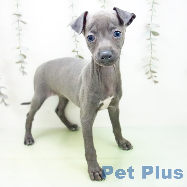 岐阜県のイタリアングレーハウンド (ペットプラス 各務原店/2025年9月12日生まれ/女の子/ブルー)の子犬の1枚目の画像