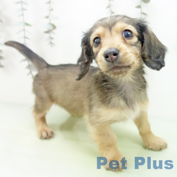 ミニチュア・ダックスフンド