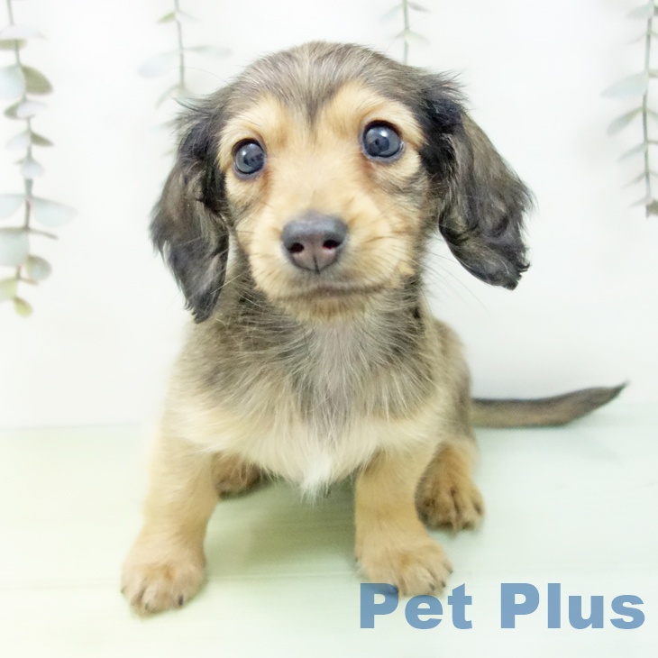 ミニチュア・ダックスフンドの写真2