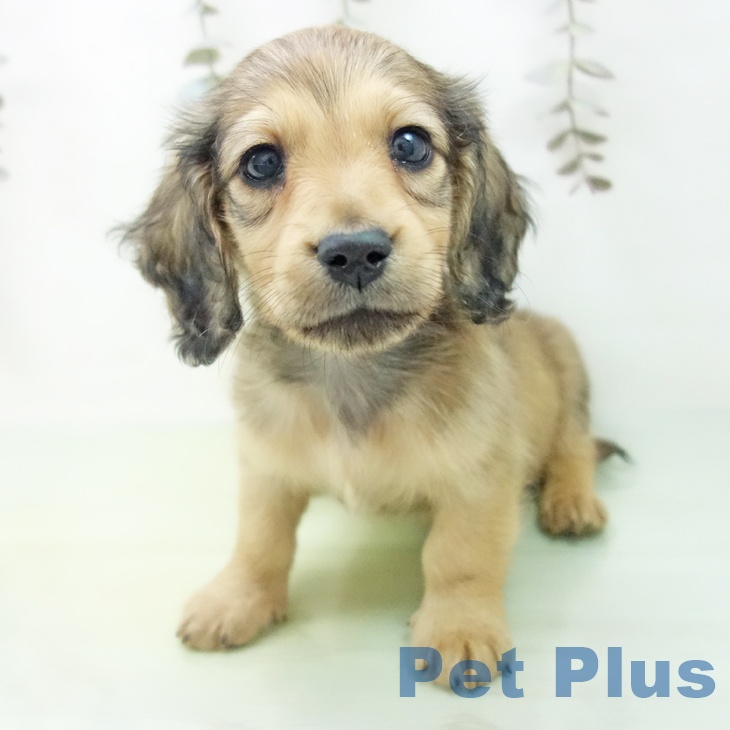 愛知県のミニチュアダックスフンド(ロング) (ペットプラス イオンモール豊川店/2025年9月12日生まれ/男の子/シェーデットイエロー)の子犬の1枚目の画像