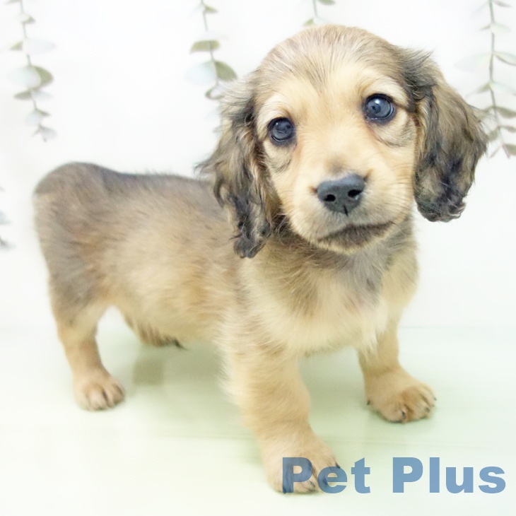 愛知県のミニチュアダックスフンド(ロング) (ペットプラス イオンモール豊川店/2025年9月12日生まれ/男の子/シェーデットイエロー)の子犬の2枚目の画像