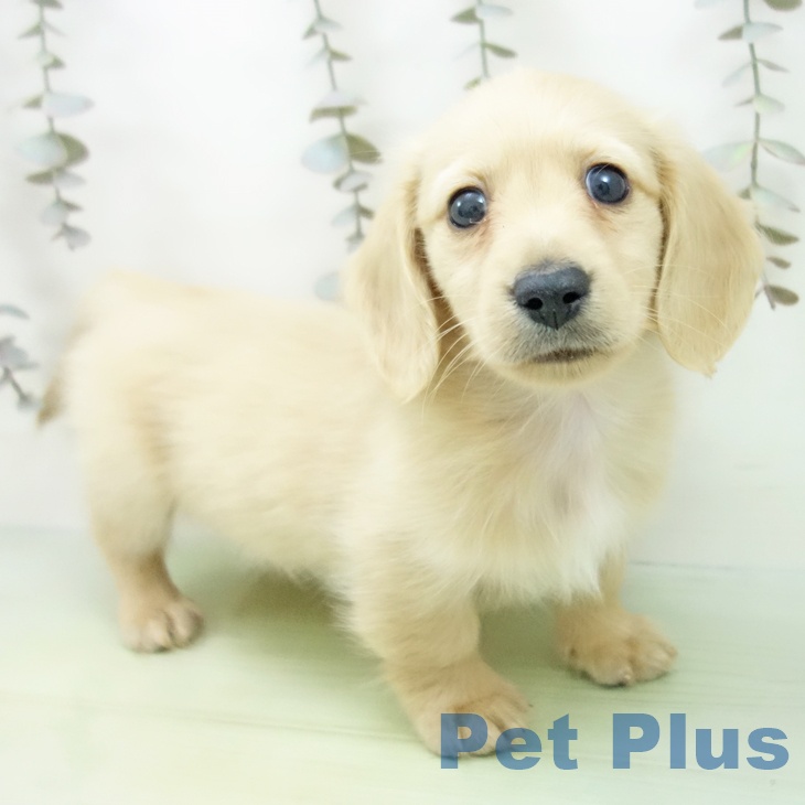 石川県のミニチュアダックスフンド(ロング) (ペットプラス 新小松店/2025年9月12日生まれ/男の子/イエロー)の子犬の1枚目の画像