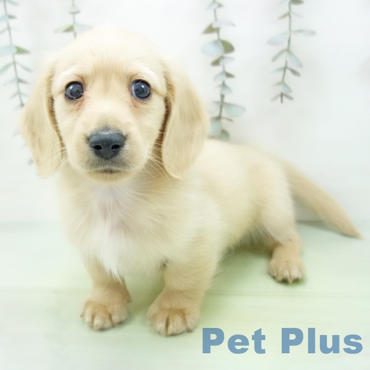 石川県のミニチュアダックスフンド(ロング) (ペットプラス 新小松店/2025年9月12日生まれ/男の子/イエロー)の子犬の2枚目の画像