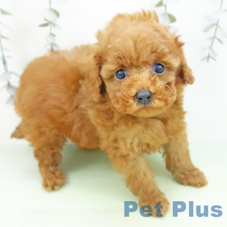 トイ・プードル